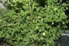 مارچوبه زبره